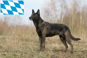 Read more about the article Hodowcy i szczenięta Herdershond holenderski w Bawaria
