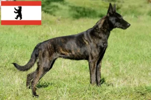 Read more about the article Hollandse Herdershond hodowcy i szczenięta w Berlin