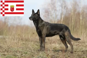 Read more about the article Hodowcy i szczenięta Hollandse Herdershond w Brema