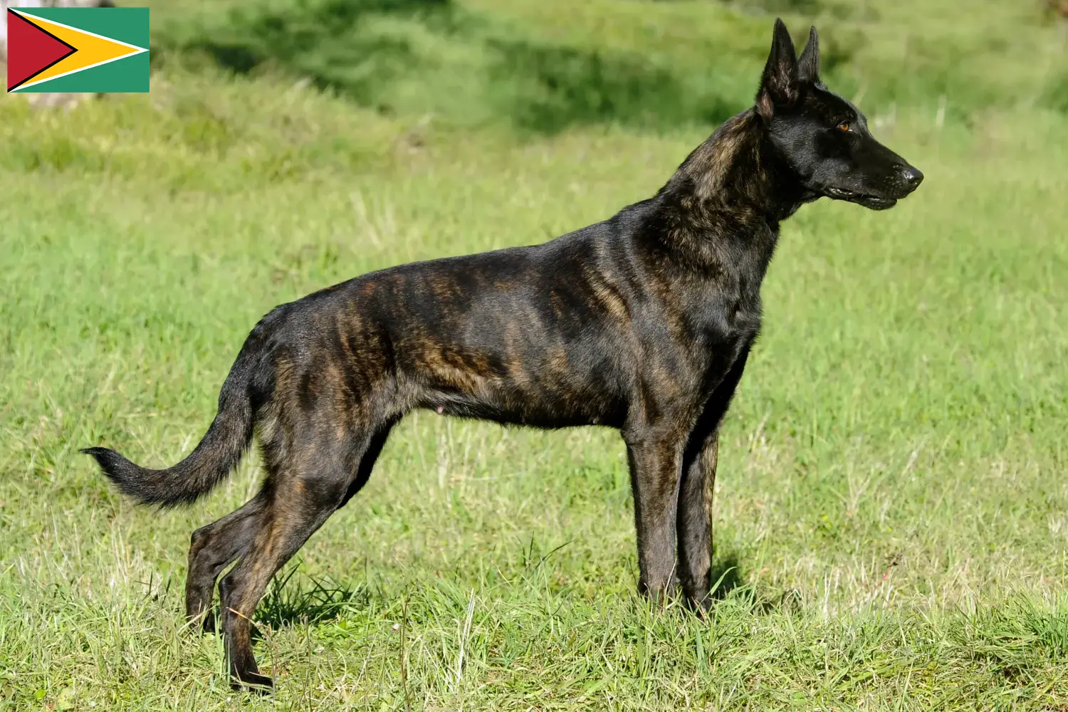 Hollandse Herdershond szczenięta i hodowca Gujana Tutaj znajdziesz hodowców Dutch Herdershonden w Gujana.