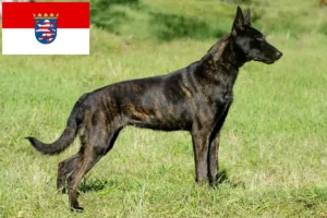 Read more about the article Hollandse Herdershond hodowcy i szczenięta w Hesja