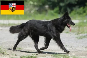 Read more about the article Hodowcy i szczenięta Hollandse Herdershond w Kraj Saary