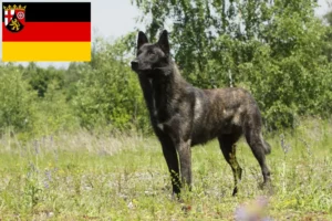 Read more about the article Hodowcy i szczenięta Hollandse Herdershond w Nadrenia-Palatynat