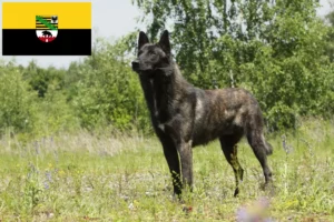 Read more about the article Hodowcy i szczenięta Hollandse Herdershond w Saksonia-Anhalt