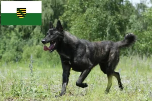 Read more about the article Hodowcy i szczenięta Hollandse Herdershond w Saksonia