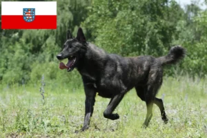 Read more about the article Hollandse Herdershond hodowcy i szczenięta w Turyngia