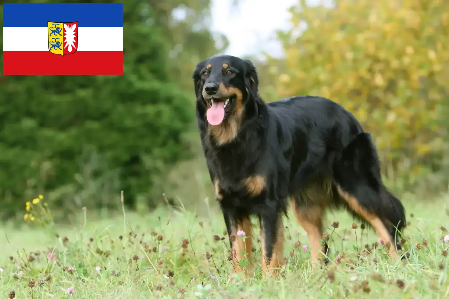 Hovawart szczenięta i hodowcy Szlezwik-Holsztyn Tutaj znajdą Państwo hodowców Hovawarts w Szlezwik-Holsztyn.