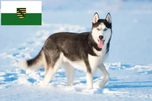 Read more about the article Hodowcy i szczenięta Husky w Saksonia