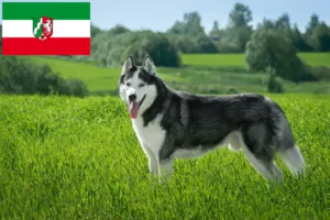 Read more about the article Hodowcy i szczenięta Husky w Nadrenia Północna-Westfalia