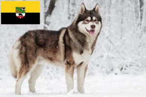 Read more about the article Hodowcy i szczenięta Husky w Saksonia-Anhalt