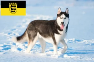 Read more about the article Hodowcy i szczenięta Husky w Badenia-Wirtembergia