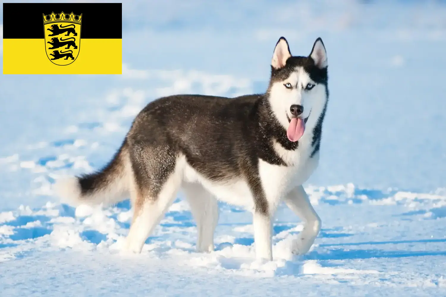 Husky szczenięta i hodowcy Badenia-Wirtembergia Tutaj znajdziesz hodowców rasy Husky w Badenia-Wirtembergia.