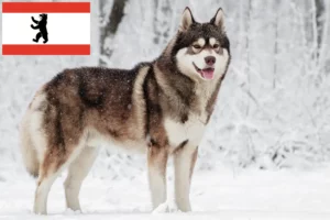 Read more about the article Hodowcy i szczenięta Husky w Berlinie