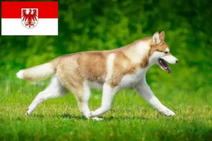 Read more about the article Hodowcy i szczenięta Husky w Brandenburgia