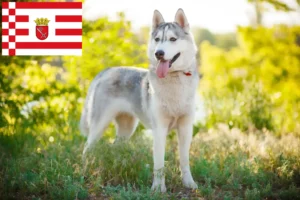 Read more about the article Hodowcy i szczenięta Husky w Brema