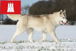 Read more about the article Hodowcy i szczenięta Husky w Hamburg