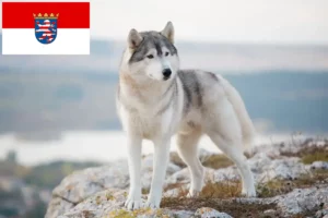 Read more about the article Hodowcy i szczenięta Husky w Hesja