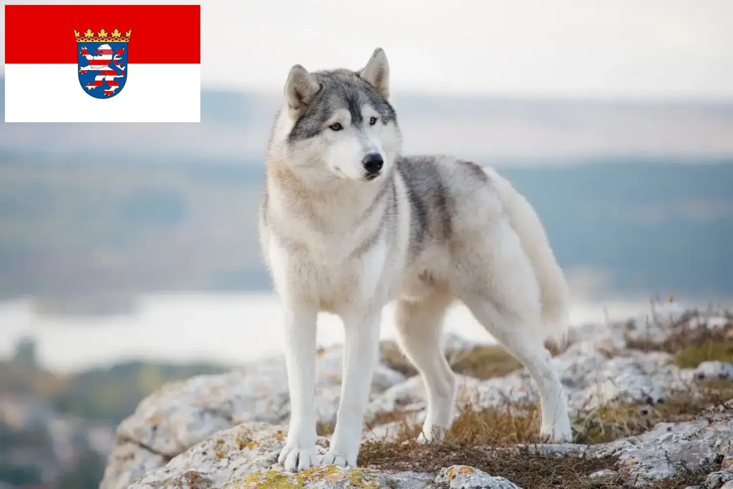 Husky szczenięta i hodowcy Hesja Tutaj znajdziesz hodowców rasy Husky w Hesja.