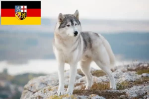 Read more about the article Hodowcy i szczenięta Husky w Kraj Saary