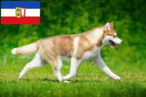 Read more about the article Hodowcy i szczenięta Husky w Szlezwik-Holsztyn