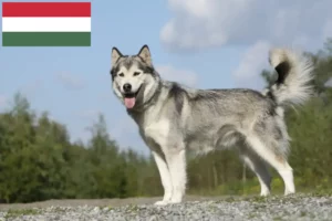 Read more about the article Hodowcy i szczenięta Husky w Węgry