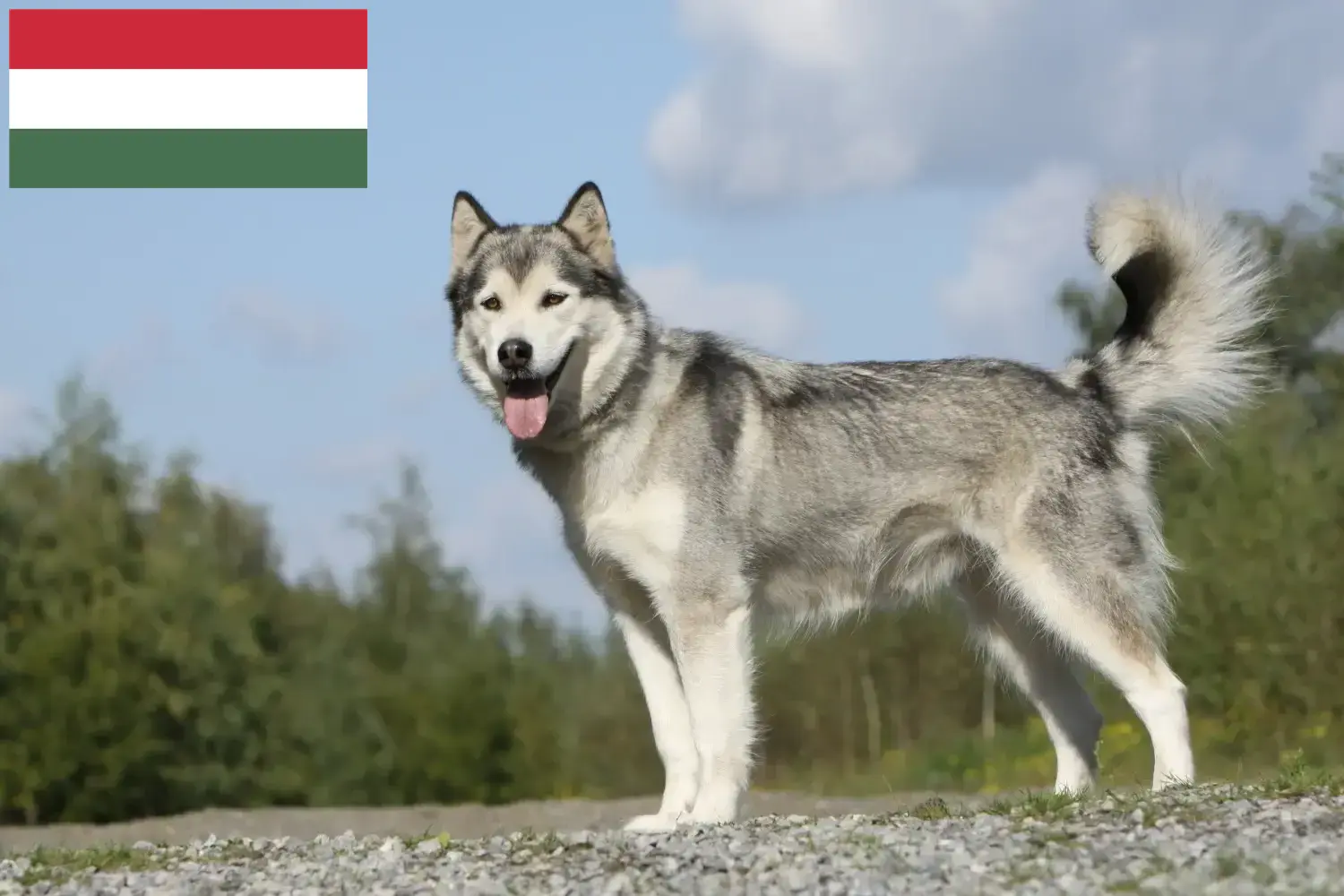 Husky szczenięta i hodowcy Węgry Tutaj znajdziesz hodowców rasy Husky w Węgry.
