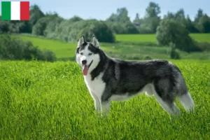 Read more about the article Hodowcy i szczenięta Husky w Włochy