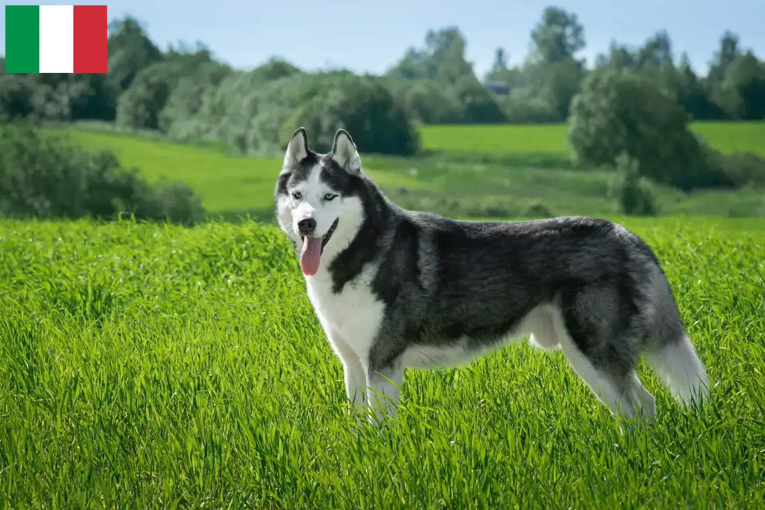 Read more about the article Hodowcy i szczenięta Husky w Włochy