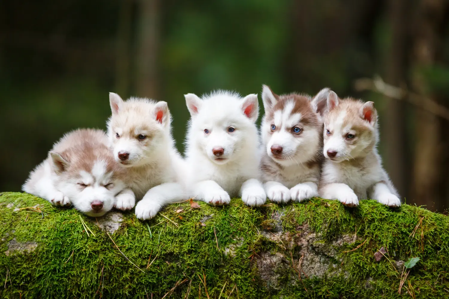 Kupno szczeniaka Husky oznacza wzięcie na siebie odpowiedzialności! Kup szczenięta Husky.