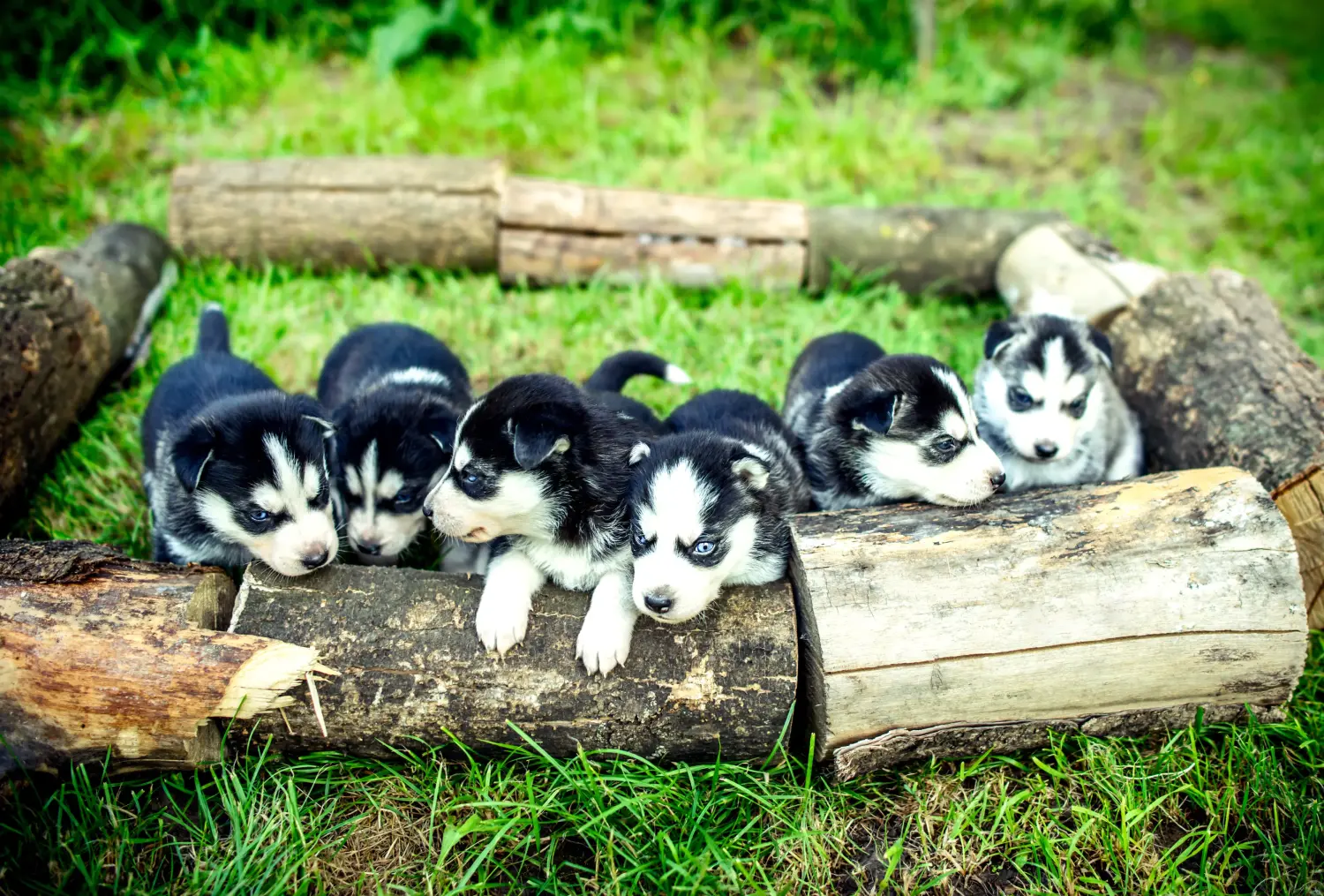 Kupno szczeniaka Husky oznacza wzięcie na siebie odpowiedzialności! Kup szczenięta Husky.