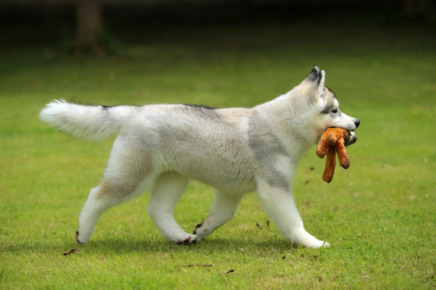 Kupno szczeniaka Husky oznacza wzięcie na siebie odpowiedzialności! Kup szczenięta Husky.