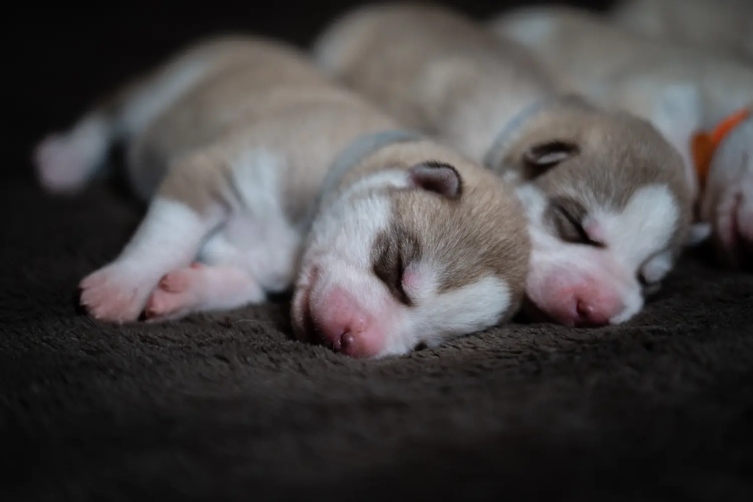 Kupno szczeniaka Husky oznacza wzięcie na siebie odpowiedzialności! Kup szczenięta Husky.