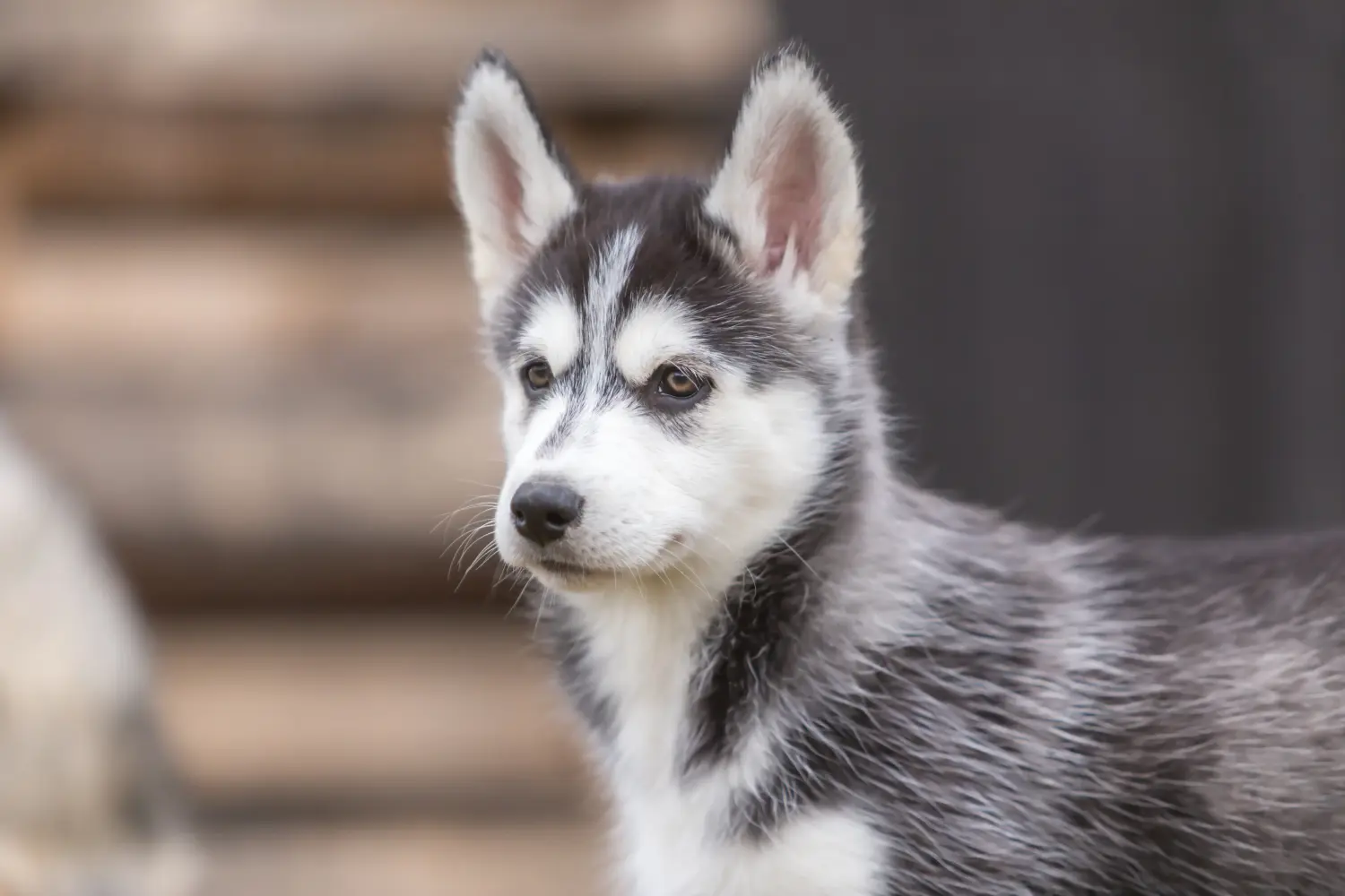 Kupno szczeniaka Husky oznacza wzięcie na siebie odpowiedzialności! Kup szczenięta Husky.