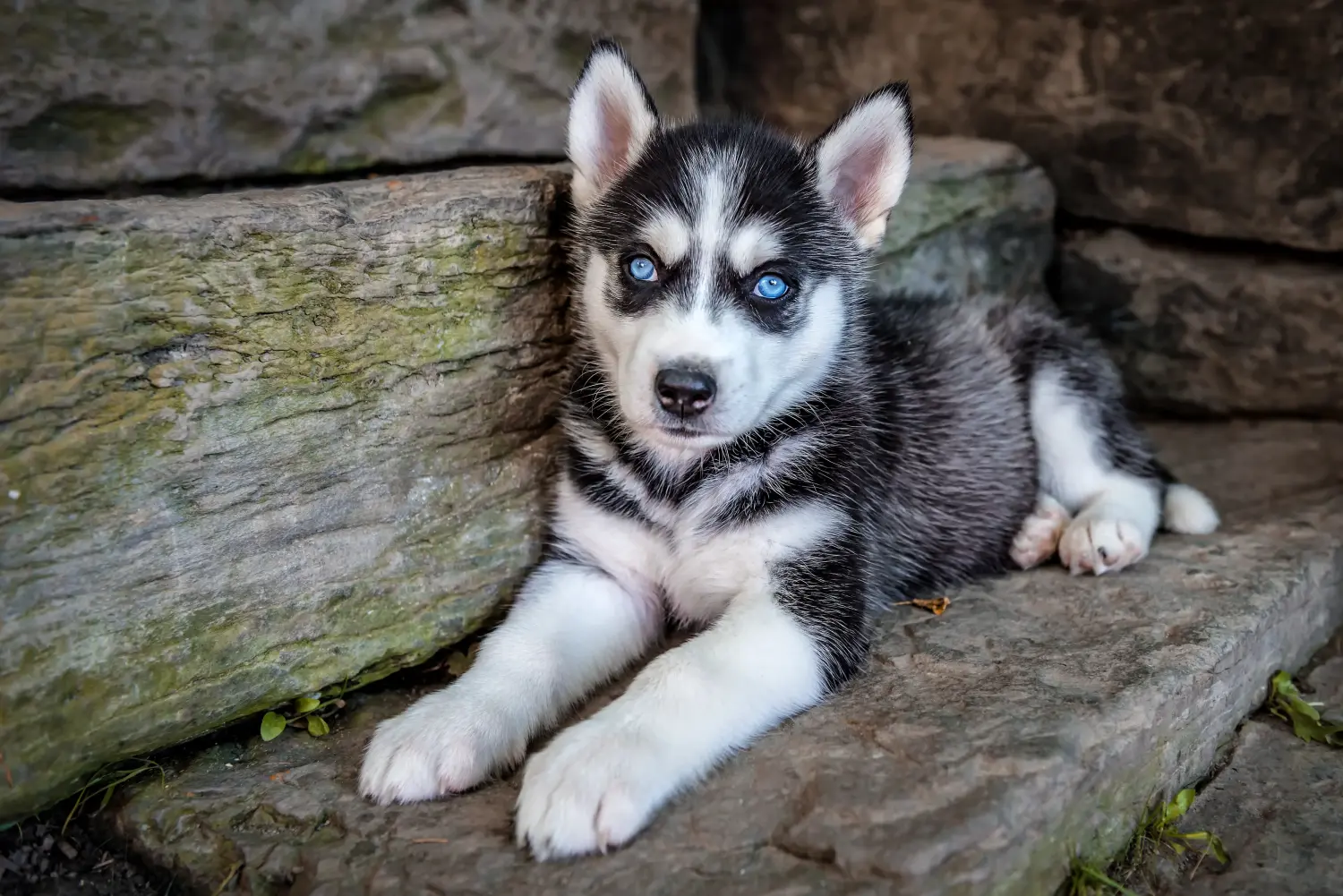 Kupno szczeniaka Husky oznacza wzięcie na siebie odpowiedzialności! Kup szczenięta Husky.