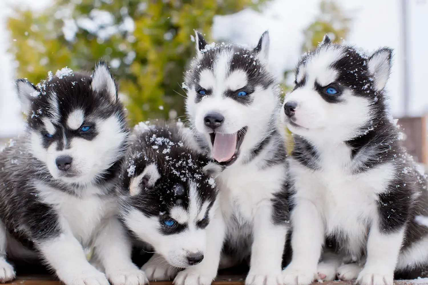 Kupno szczeniaka Husky oznacza wzięcie na siebie odpowiedzialności! Kup szczenięta Husky.