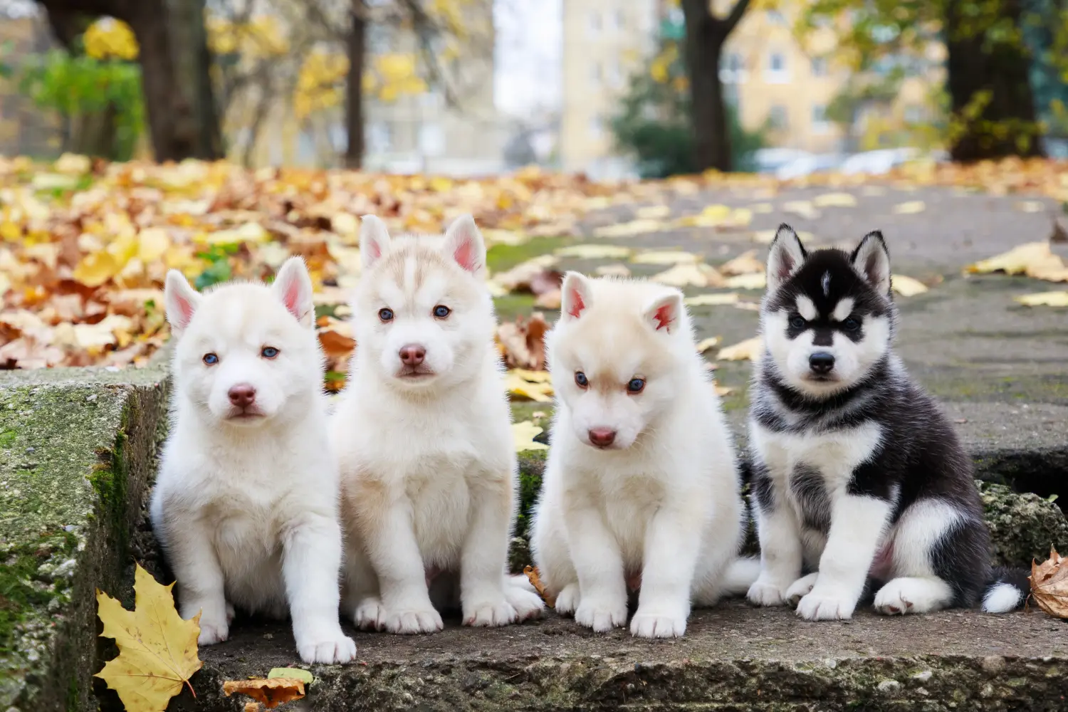 Kupno szczeniaka Husky oznacza wzięcie na siebie odpowiedzialności! Kup szczenięta Husky.