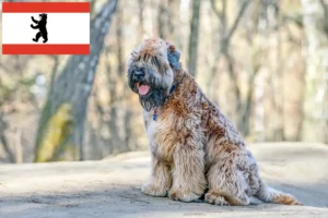 Read more about the article Hodowcy i szczenięta Irish Soft Coated Wheaten Terrier w Berlin