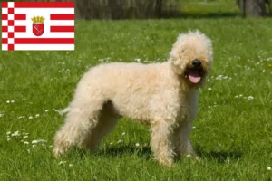 Read more about the article Hodowcy i szczenięta Irish Soft Coated Wheaten Terrier w Brema