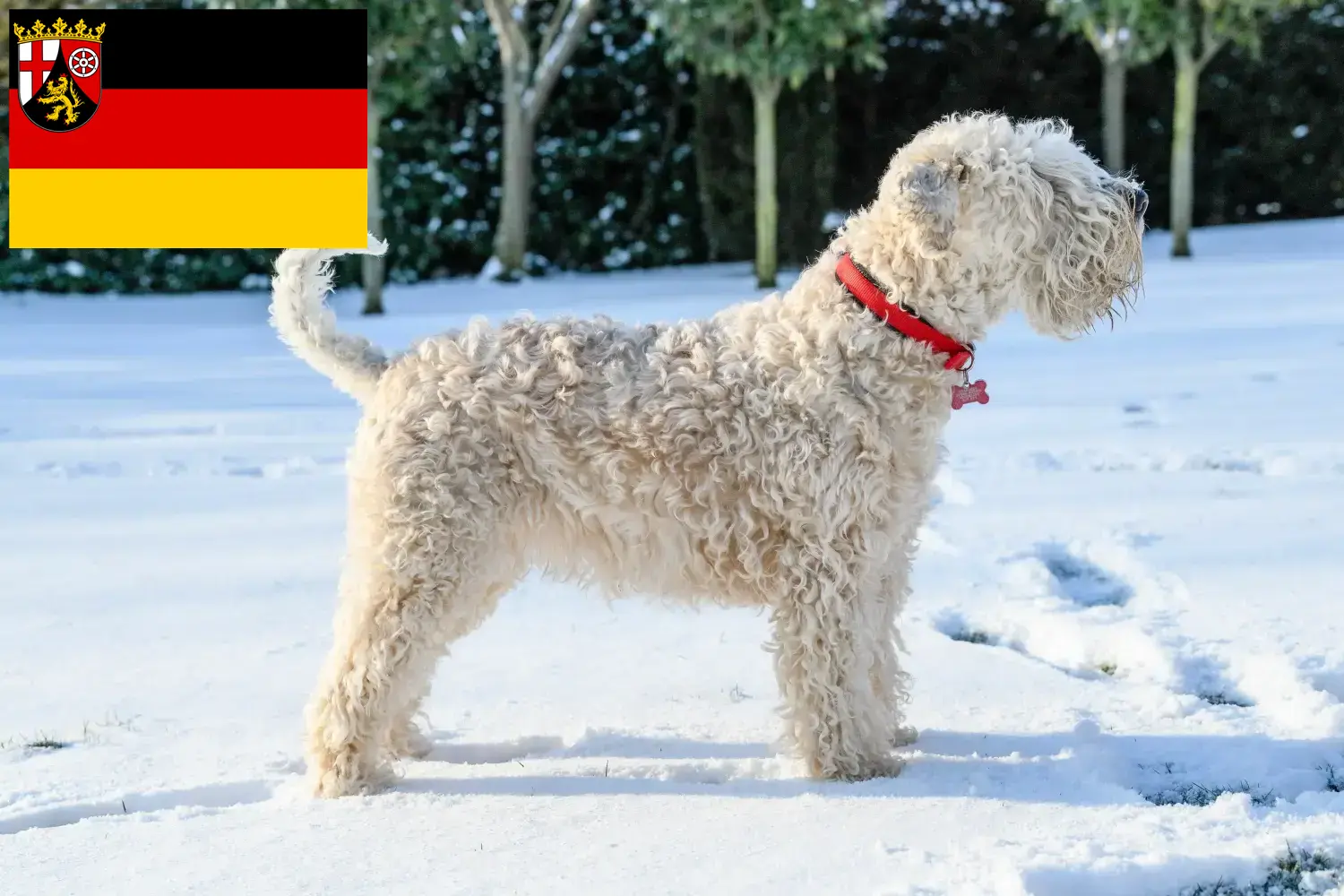 Read more about the article Hodowcy i szczenięta Irish soft coated wheaten terrier w Nadrenia-Palatynat