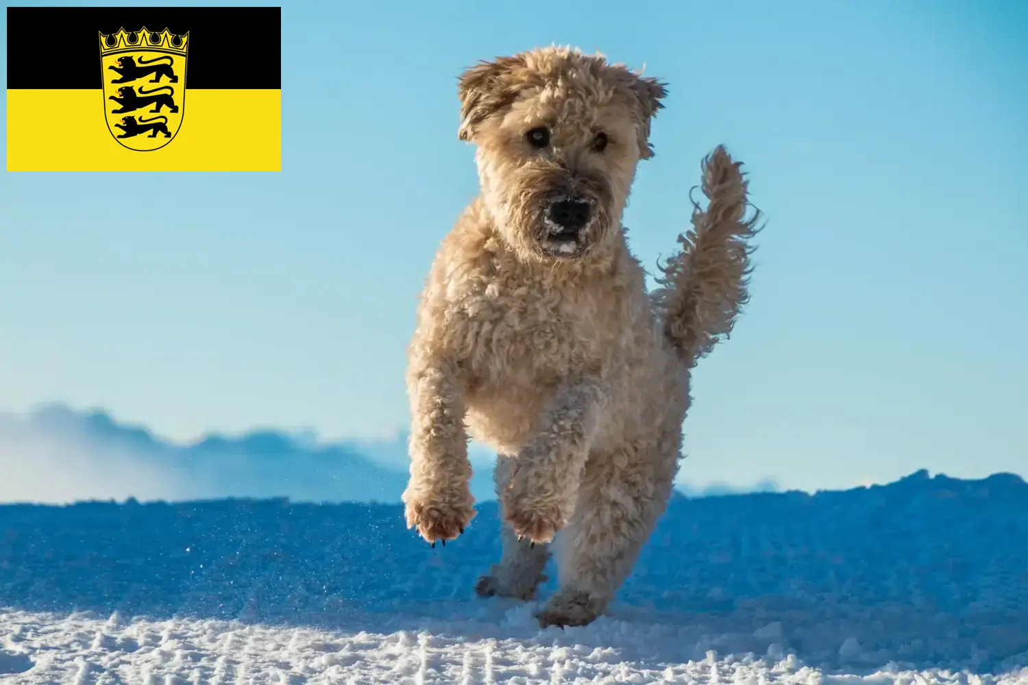 Irish Soft Coated Wheaten Terrier szczenięta i hodowcy Badenia-Wirtembergia Tutaj znajdziesz hodowców Irish soft coated terrier pszeniczny w Badenia-Wirtembergia.