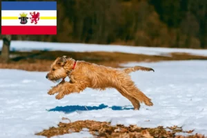 Read more about the article Hodowcy i szczenięta Irish soft coated wheaten terrier w Meklemburgia-Pomorze Przednie