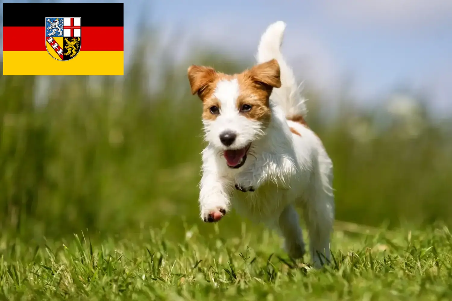 Jack Russell szczenięta i hodowcy Kraj Saary Tutaj znajdą Państwo hodowców rasy Jack Russell w Kraj Saary.