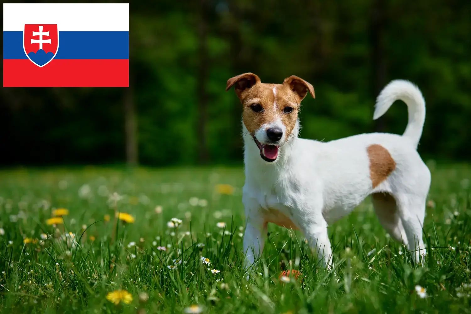 Jack Russell szczenięta i hodowcy Słowacja Znajdź hodowców Jack Russell w Słowacja tutaj.