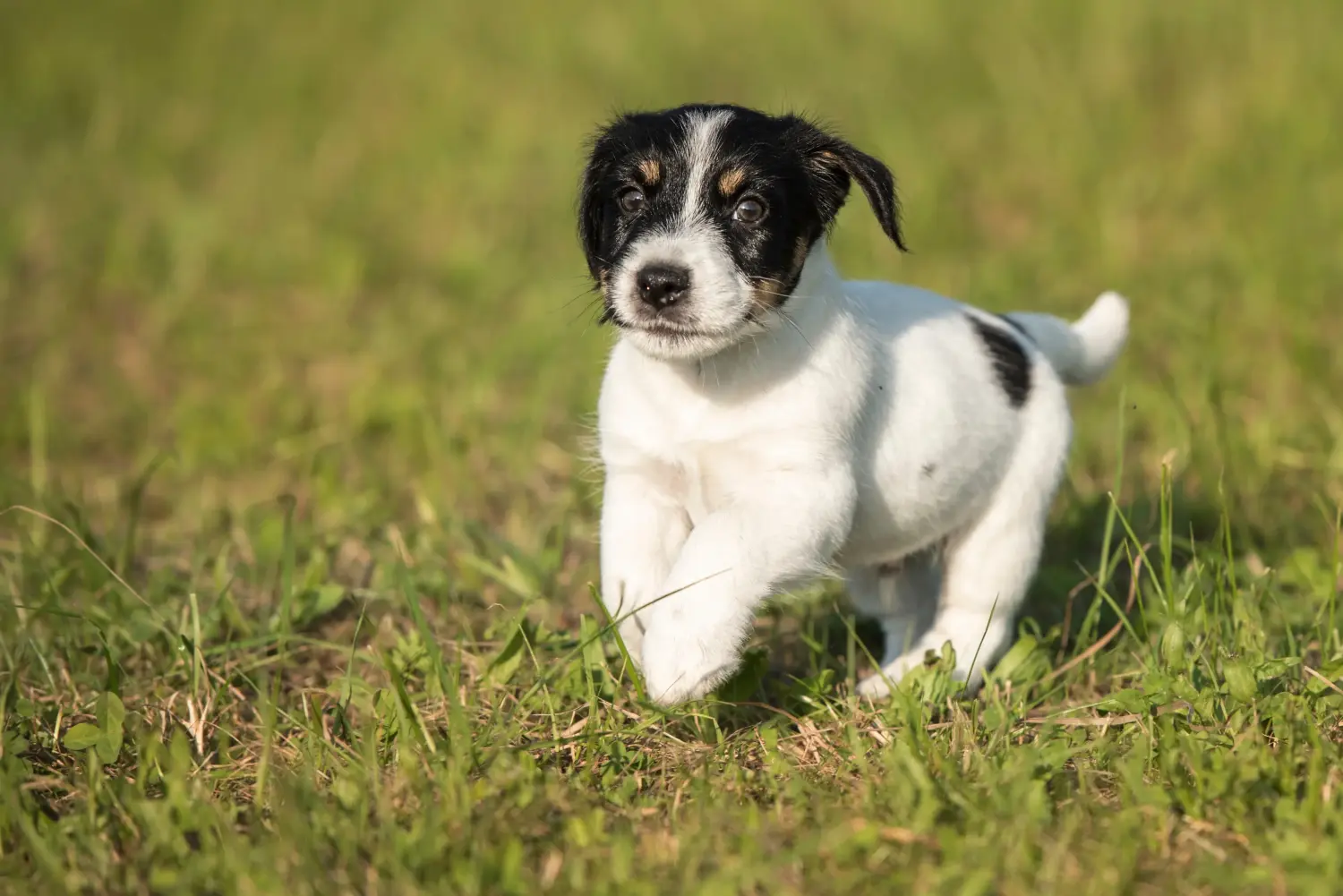 Kupno szczeniaka rasy Jack Russell oznacza wzięcie na siebie odpowiedzialności! Kup szczenięta rasy Jack Russell.
