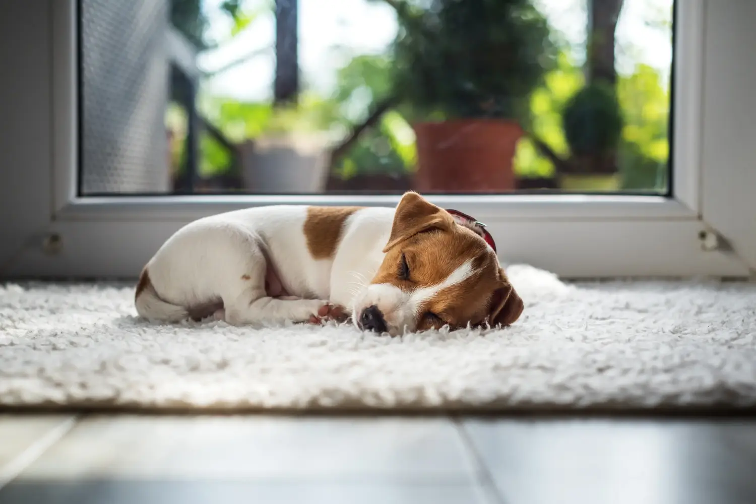 Kupno szczeniaka rasy Jack Russell oznacza wzięcie na siebie odpowiedzialności! Kup szczenięta rasy Jack Russell.