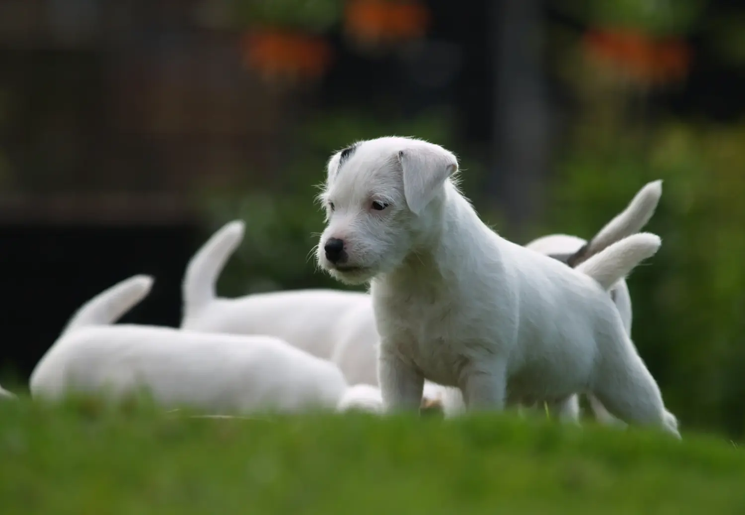 Kupno szczeniaka rasy Jack Russell oznacza wzięcie na siebie odpowiedzialności! Kup szczenięta rasy Jack Russell.