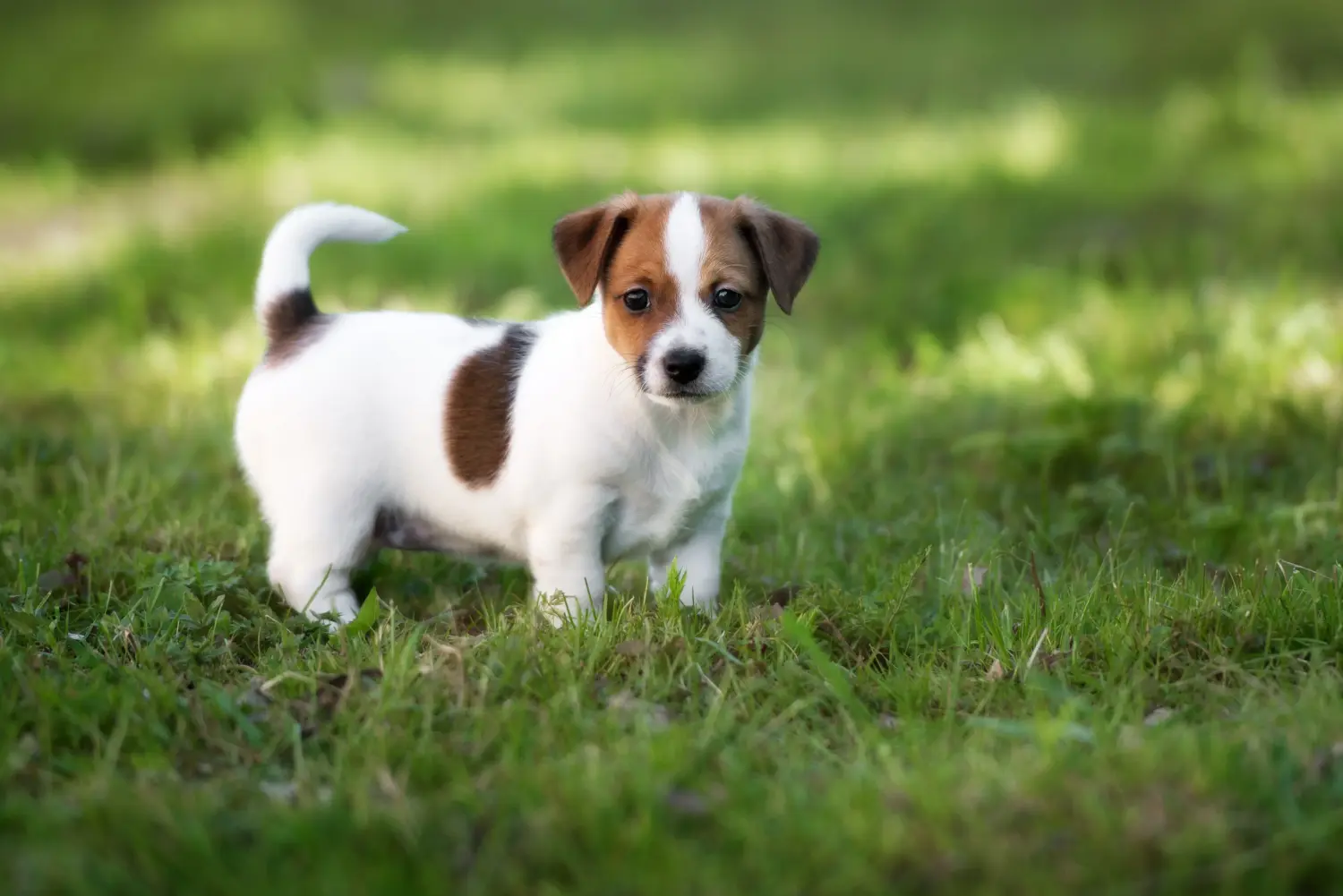 Kupno szczeniaka rasy Jack Russell oznacza wzięcie na siebie odpowiedzialności! Kup szczenięta rasy Jack Russell.