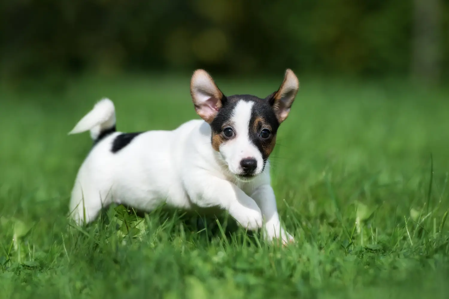 Kupno szczeniaka rasy Jack Russell oznacza wzięcie na siebie odpowiedzialności! Kup szczenięta rasy Jack Russell.