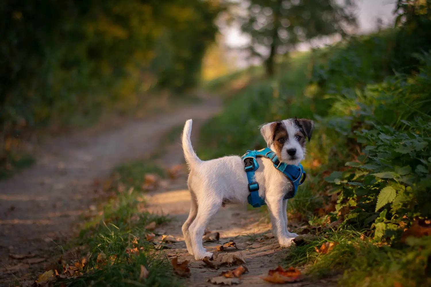 Kupno szczeniaka rasy Jack Russell oznacza wzięcie na siebie odpowiedzialności! Kup szczenięta rasy Jack Russell.