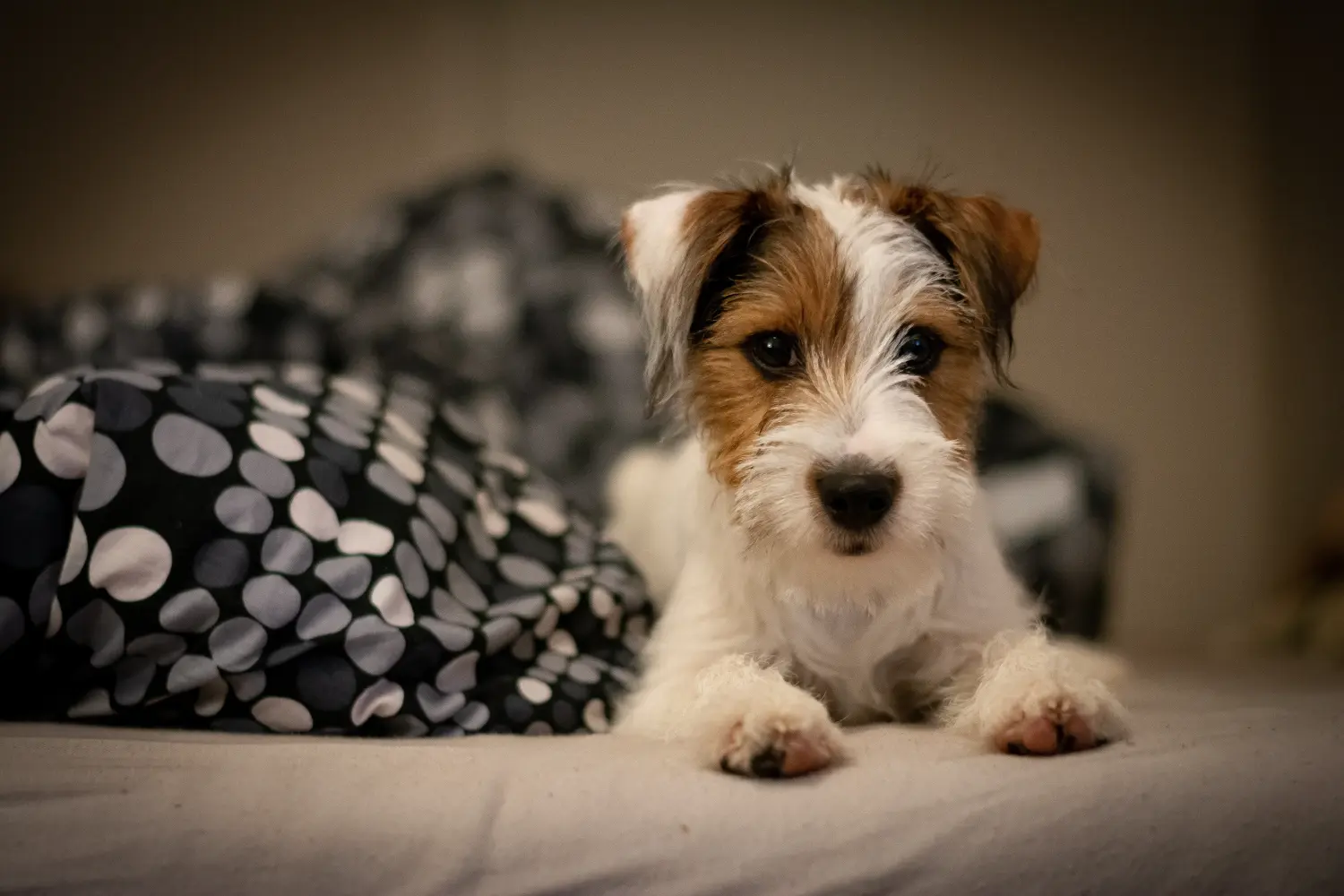 Kupno szczeniaka rasy Jack Russell oznacza wzięcie na siebie odpowiedzialności! Kup szczenięta rasy Jack Russell.